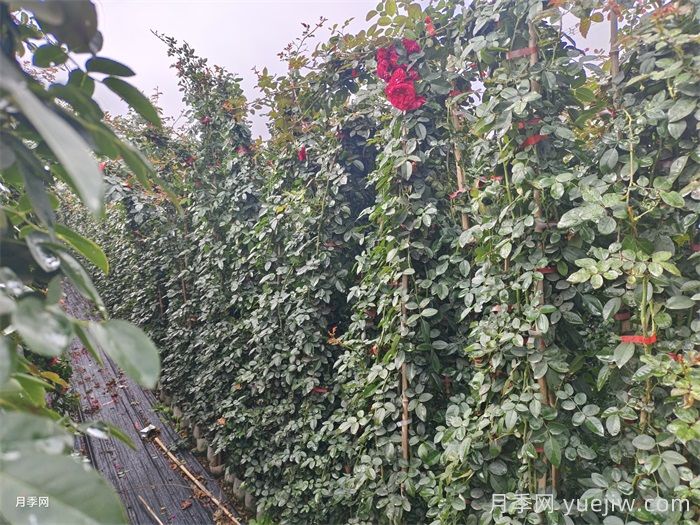 藤本月季不開花什么原因？可能是這6點(圖2)