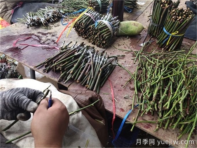 月季嫁接是門技術(shù)活，該如何做？(圖1)