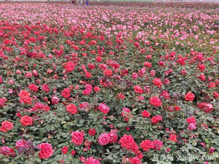 月季花的修剪基本操作和注意事項(圖1)