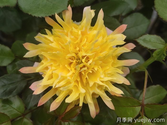 歐月和月季花的區(qū)別你知道嗎？(圖2)