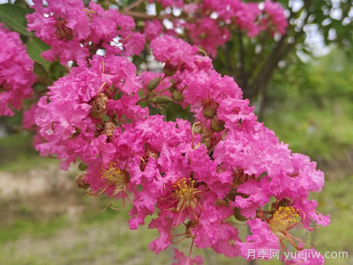苗木中紫薇樹(shù)與紫荊樹(shù)怎么分辨？(圖1)