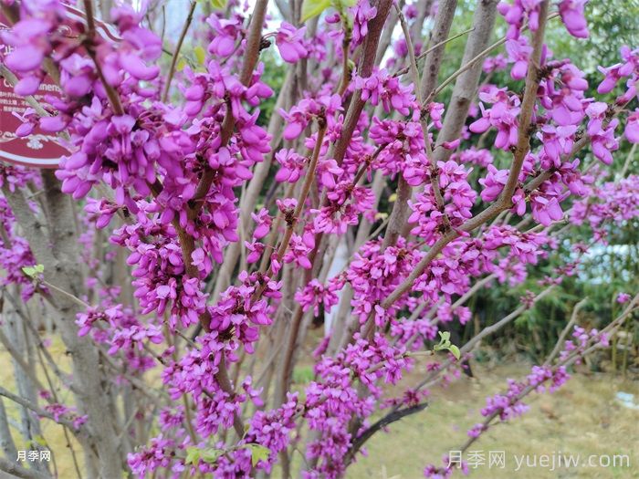 苗木中紫薇樹(shù)與紫荊樹(shù)怎么分辨？(圖2)