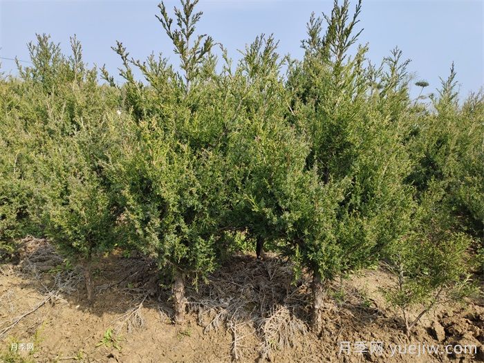 四類花木在庭院種植時要避開(圖1)