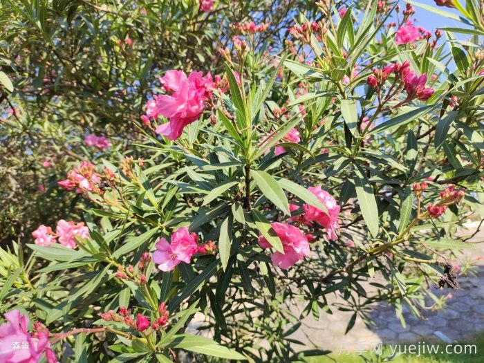 四類花木在庭院種植時要避開(圖2)