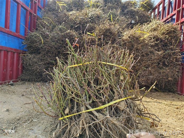 經(jīng)過遠(yuǎn)距離運輸?shù)脑录韭愀?，定植上盆辦法詳解(圖3)