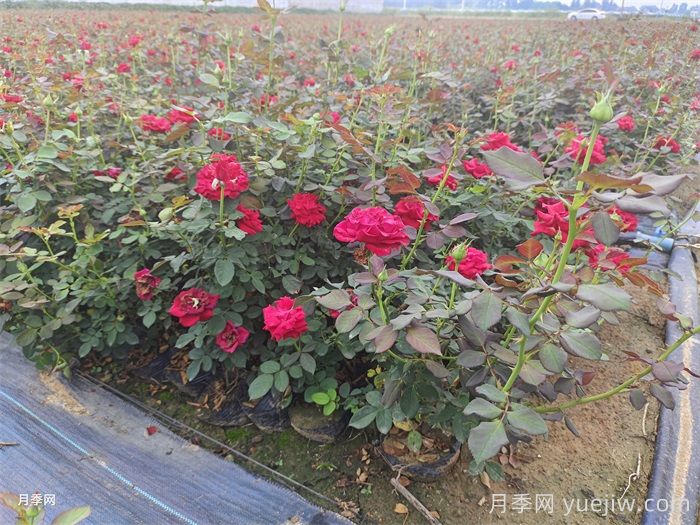 南北方種月季需要注意哪些要點？月季網(wǎng)來告訴你(圖2)