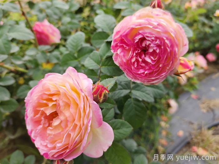 月季種類，藤本月季和灌木月季如何來區(qū)別？(圖2)