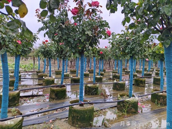 南陽(yáng)樹(shù)狀月季種植基地教你走出嫁接兩大誤區(qū)(圖1)