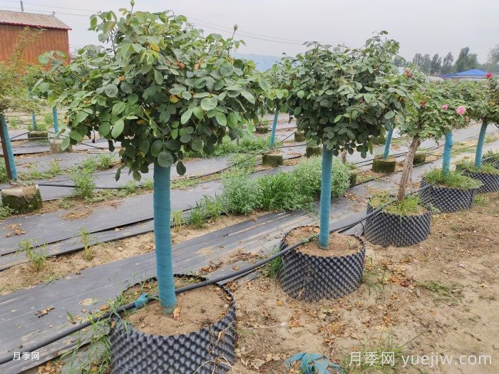 月季花如何修剪？南陽基地抓住這3個時間修剪花開不斷(圖2)