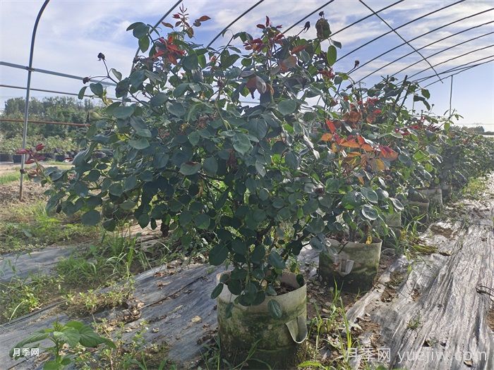 ?老齡月季更新如何修剪和保護(hù)芽？(圖1)