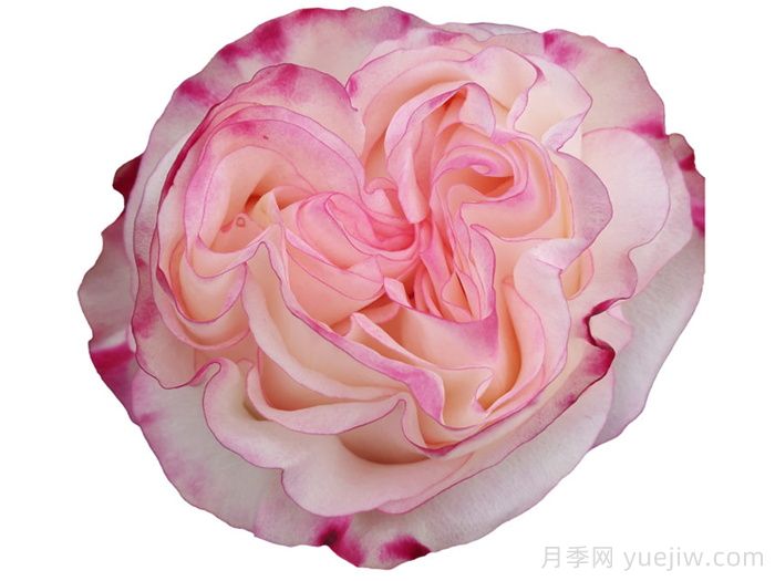 可愛教主月季/小可愛/非?？蓯?圖1)