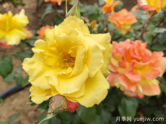 8首***美月季花古詩，春天賞花品詩(圖2)