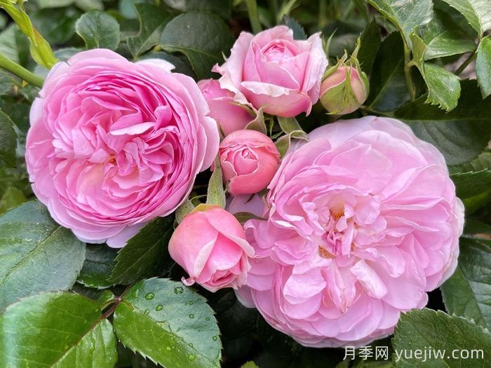 8首***美月季花古詩，春天賞花品詩(圖1)