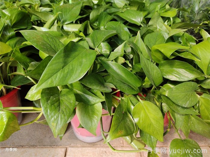 家具24種花卉，除甲醛凈化空氣龜背竹排首位(圖1)