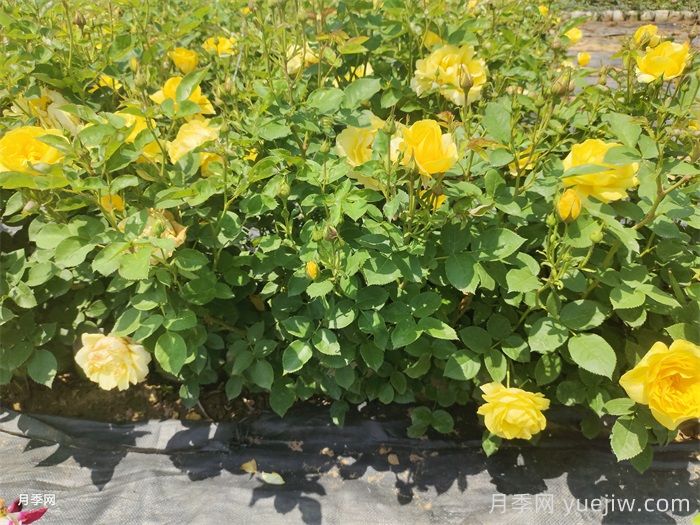 盆栽月季月月開花的關(guān)鍵是什么？(圖1)