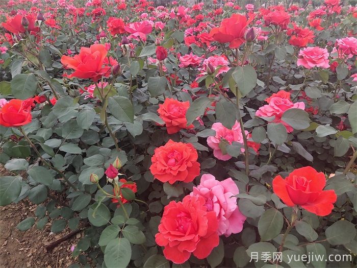 石橋月季日常管理技術要點有哪些？(圖1)
