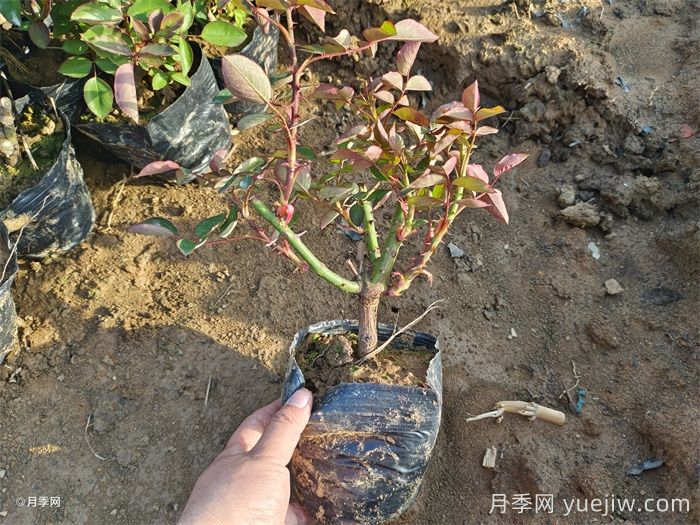 可以用月季種子栽培出月季花嗎？(圖1)