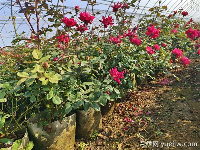 月季花后如何修剪？(圖1)