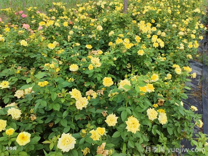 不同狀態(tài)的月季如何修剪？(圖1)