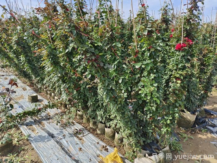 藤本月季養(yǎng)植要點(diǎn)有哪些？(圖1)