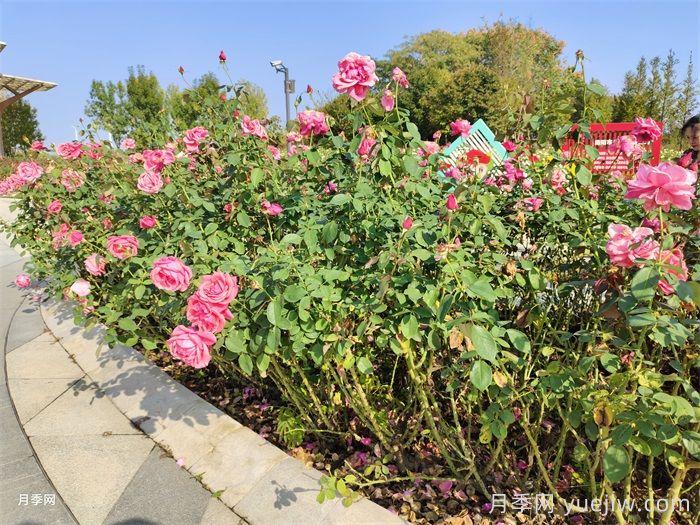 月季花開，南陽(yáng)月季在園林綠化的場(chǎng)景展示(圖3)