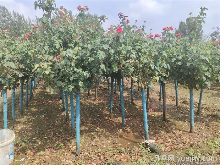 南陽樹狀月季網(wǎng)上交易成功，900棵出嫁杭州蕭山(圖1)