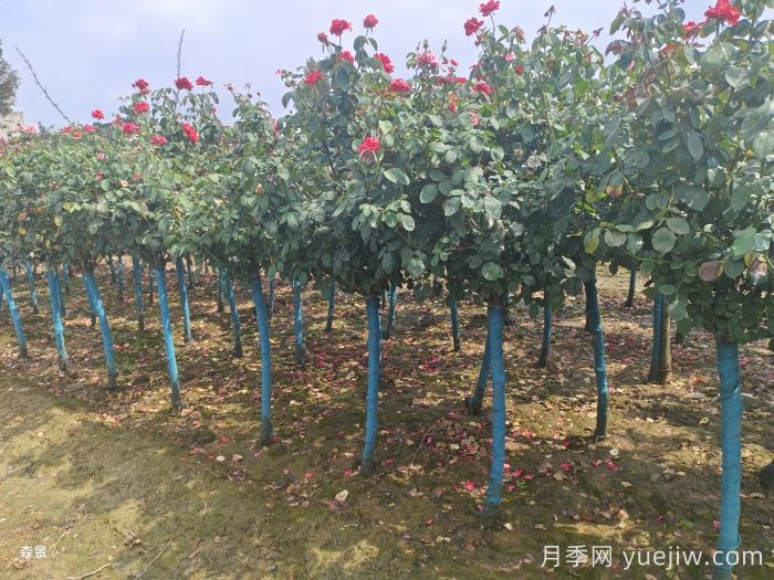 南陽樹狀月季網(wǎng)上交易成功，900棵出嫁杭州蕭山(圖2)