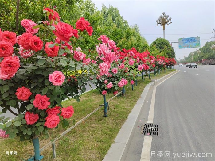 一棵樹狀月季四季美麗，月季樹的特點(diǎn)和養(yǎng)護(hù)(圖3)