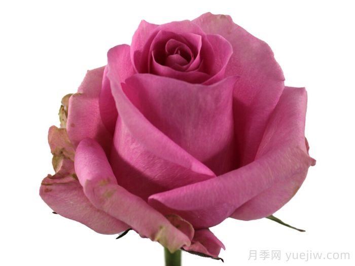 糖愛(ài)月季(圖1)