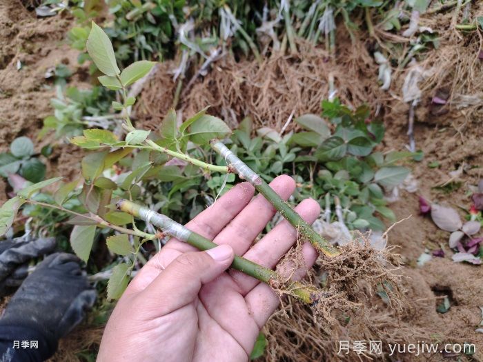 月季砧木與接穗培育怎么操作？(圖1)