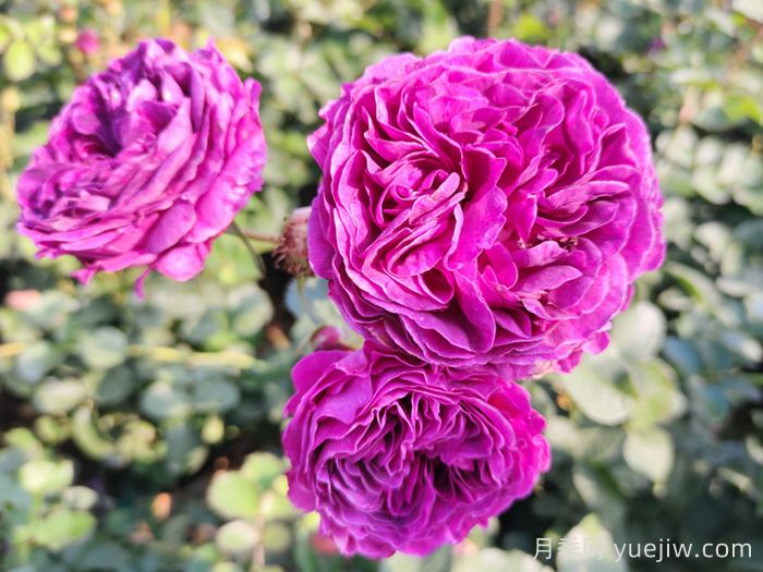 月季、玫瑰和薔薇到底有哪些不同？(圖1)