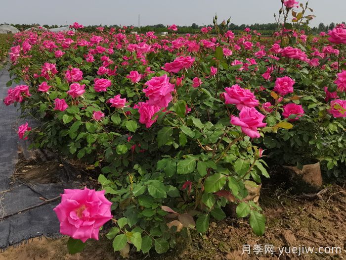 月季花適合在什么環(huán)境下生長？(圖1)