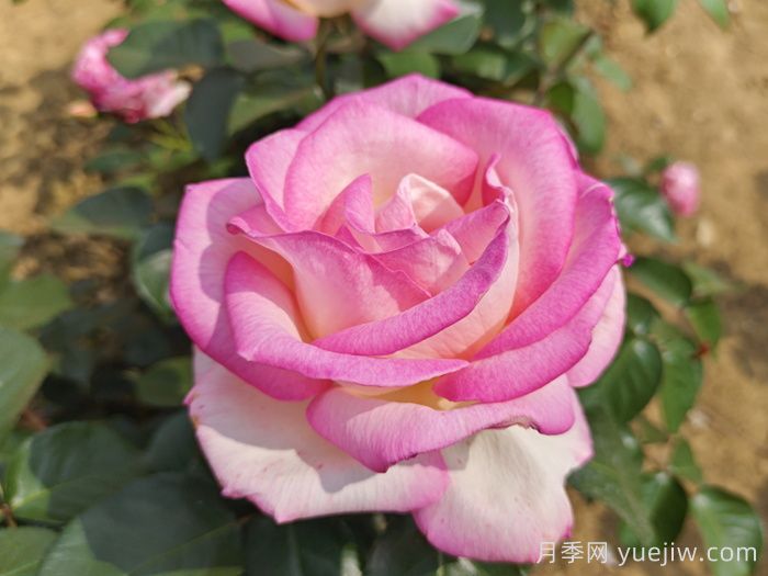 月季花的寓意和花語(yǔ)(圖1)