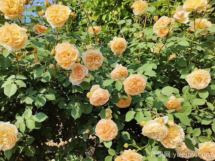 月季花的自然花期是什么時候？(圖1)
