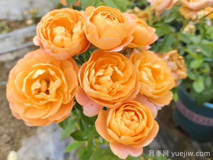哪種月季花的品種比較好養(yǎng)？推薦4個(gè)網(wǎng)紅品種(圖1)
