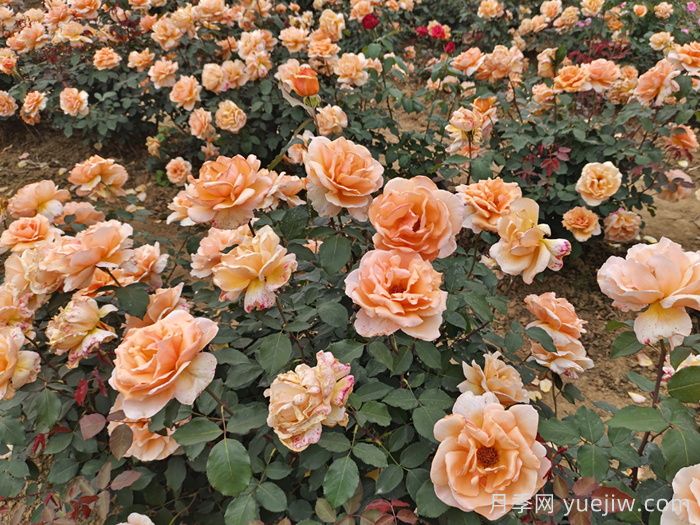 月季花有什么顏色？花色總結(圖3)