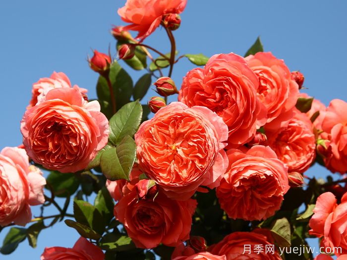 夏日花火月季的優(yōu)缺點(diǎn)？(圖1)