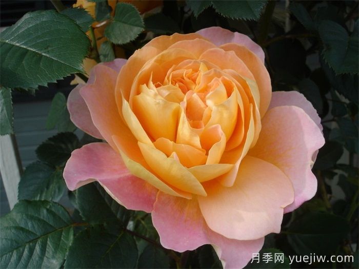 印象派月季可以做灌木嗎？(圖1)