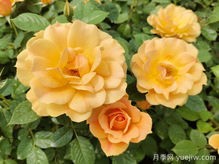 黃月季哪個品種***好養(yǎng)勤花？(圖1)