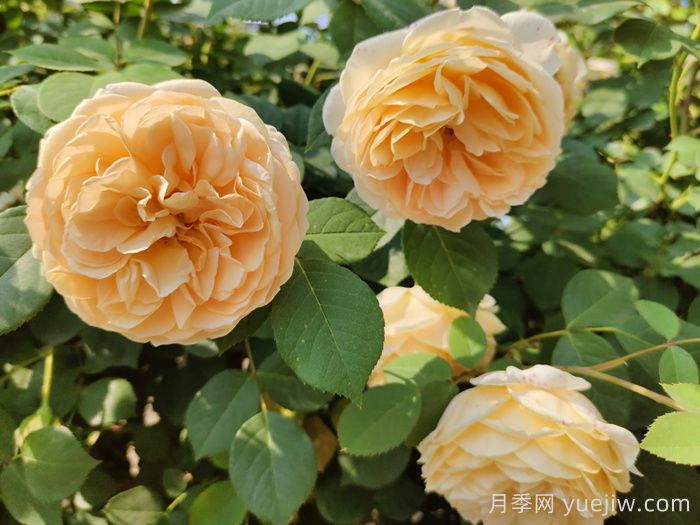 黃月季哪個品種***好養(yǎng)勤花？(圖2)