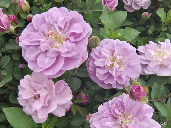 月季花種子幾月播種***好？(圖1)