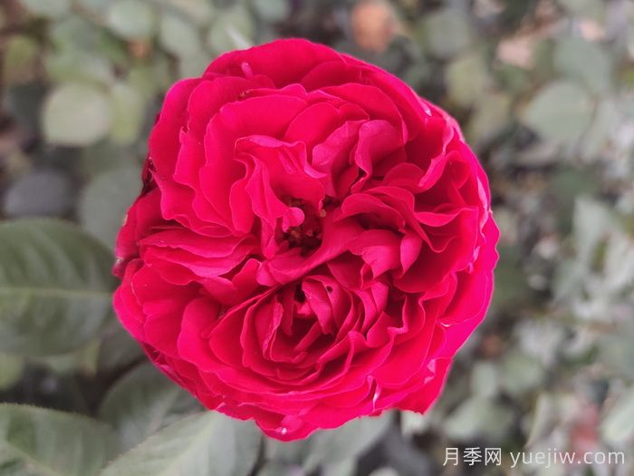 茶花女月季與梅朗口紅月季的區(qū)別是什么？(圖2)