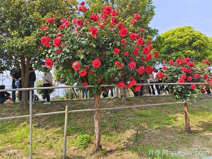 樹狀月季為什么嫁接的都是緋扇粉扇？(圖2)