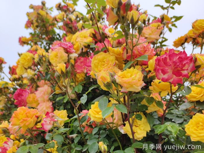 藤彩虹月季是藤本還是灌木？(圖1)