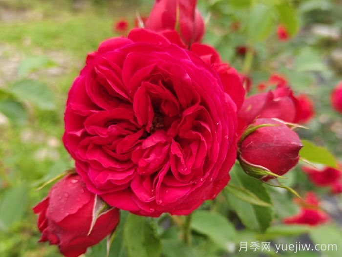 盆栽本是月季，花束卻叫玫瑰(圖1)