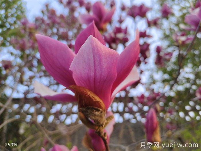 7種常見(jiàn)玉蘭花的分辨(圖2)