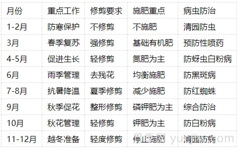 月季的生長(zhǎng)周期，一年四季的管理辦法(圖4)