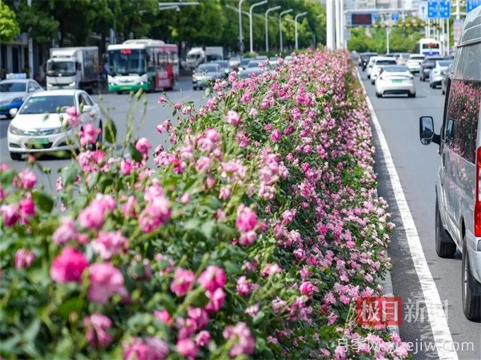 湖北武漢月季炸街，月季成道路顏值擔(dān)當(dāng)(圖1)