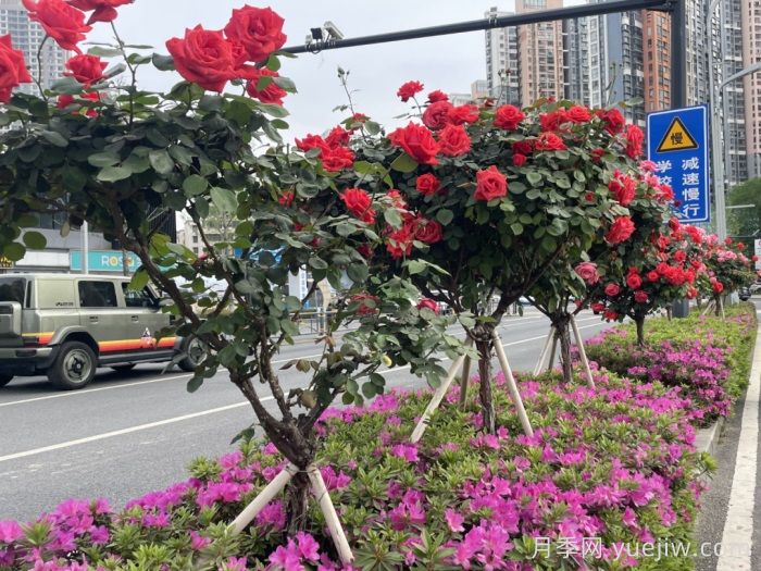 湖北武漢月季炸街，月季成道路顏值擔(dān)當(dāng)(圖3)