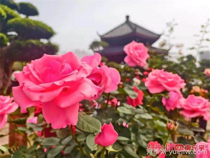 南寧南湖公園，2萬株月季盛放的夢幻花園(圖2)